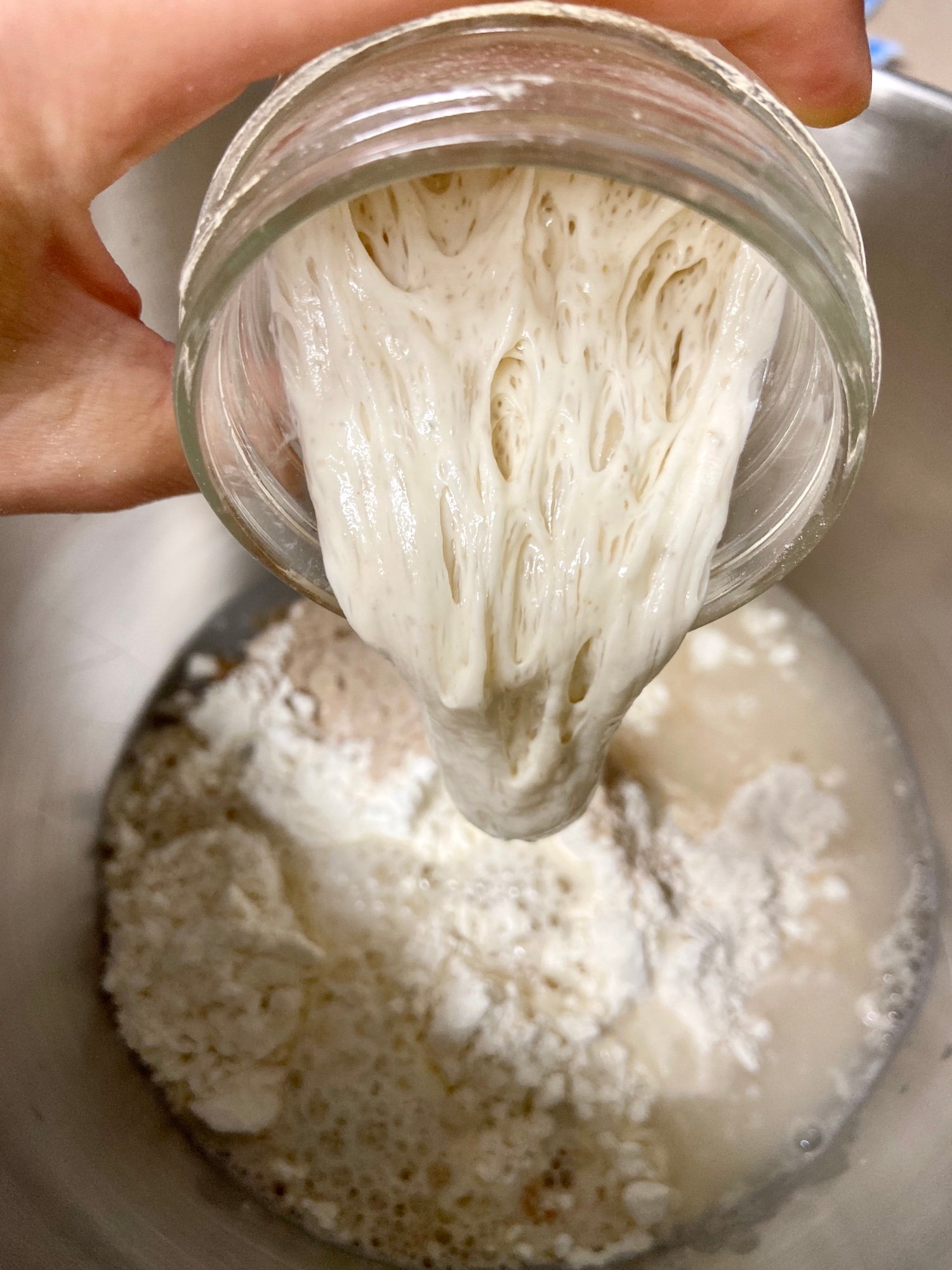 Ciabatta Starter
