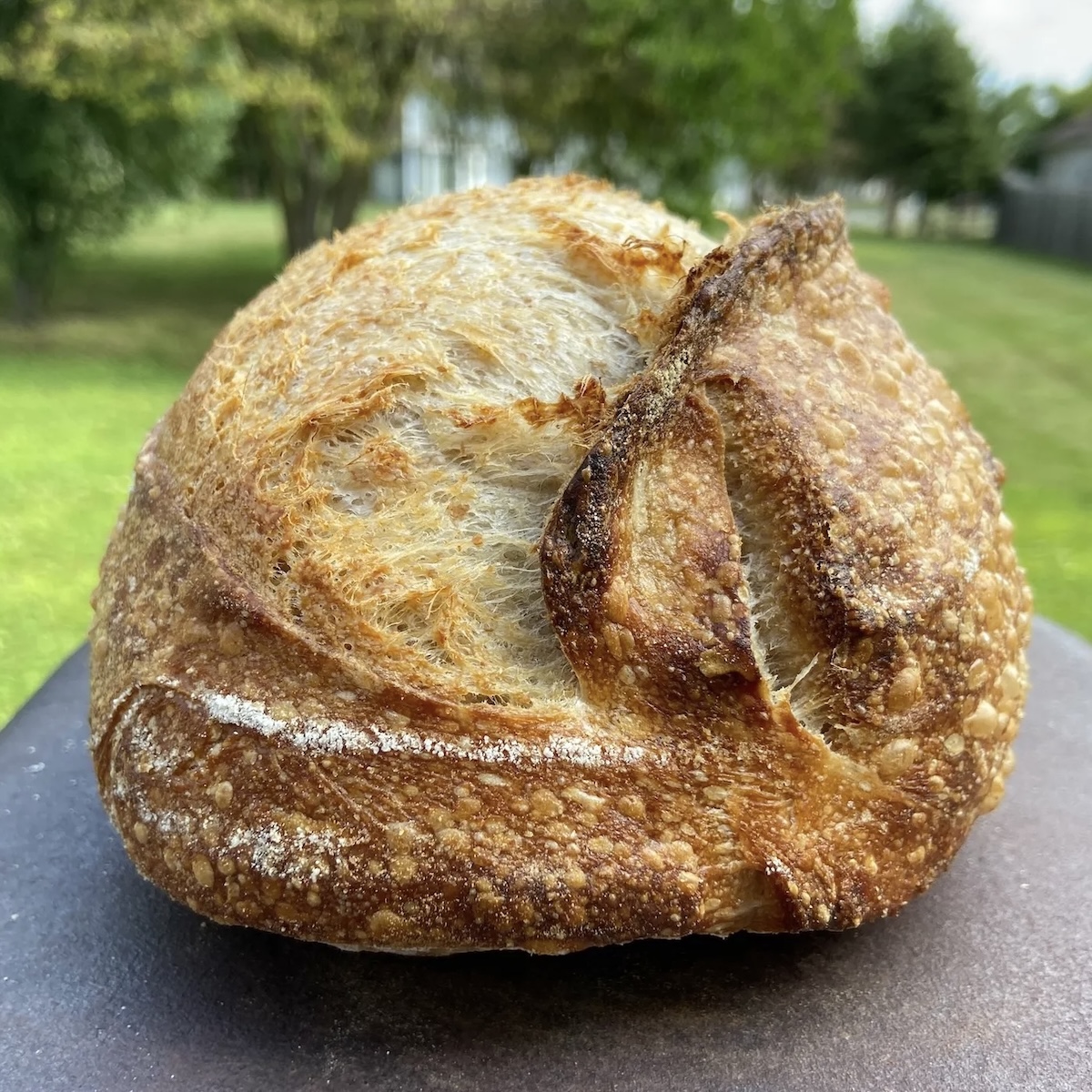 Semolina Sourdough Loaf