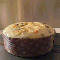 Panettone rising